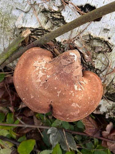 Białoporek brzozowy
