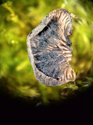 Resupinatus trichotis
