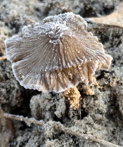 Kruchaweczka piaskowa