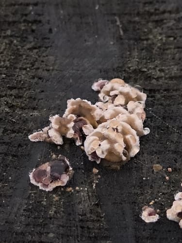 Chondrostereum
