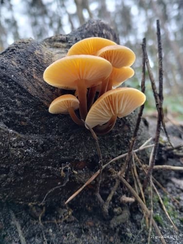 Płomiennica