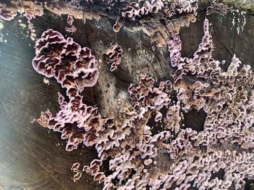 Chrząstkoskórnik purpurowy