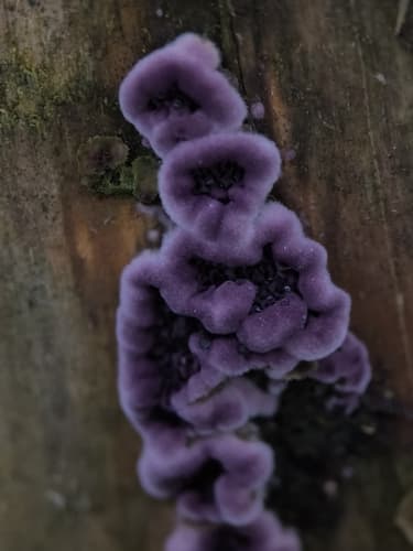 Chrząstkoskórnik purpurowy