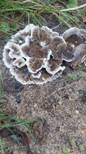 Szaroporka podpalana