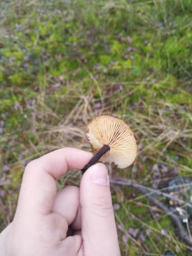 Płomiennica