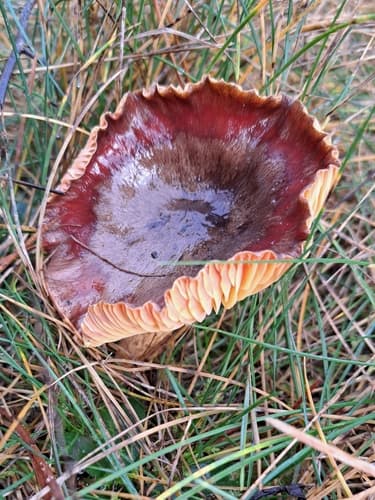 Wodnicha późna