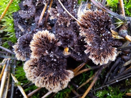 Chropiatka pospolita