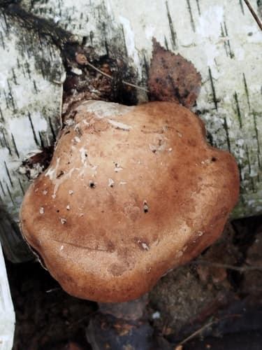 Białoporek brzozowy
