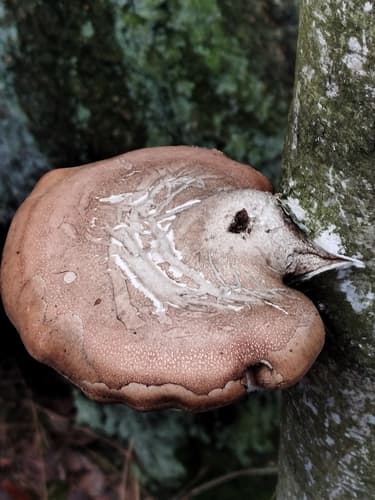 Białoporek brzozowy