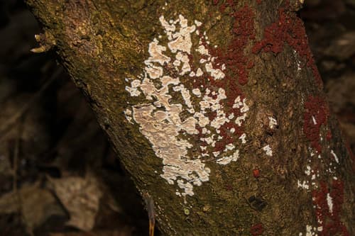 Cylindrobasidium