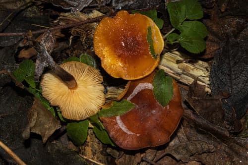 Płomiennica
