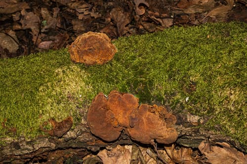 Fuscoporia torulosa