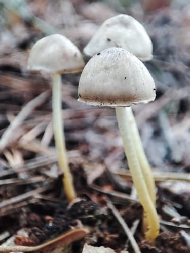 Grzybówka cytrynowa