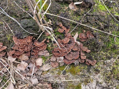Chropiatka pospolita