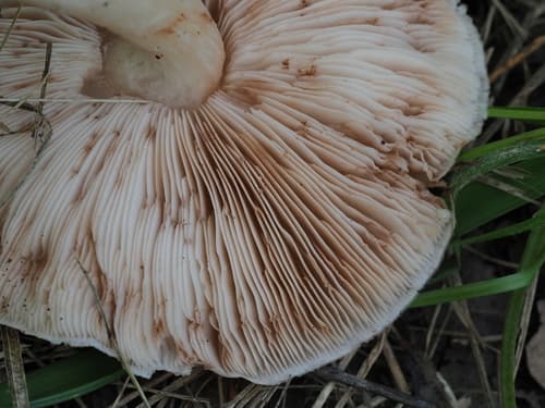 Pluteus