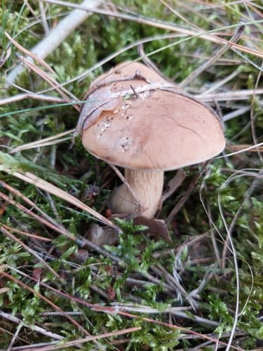 Goryczak żółciowy