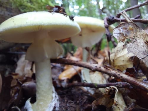 Amanitina