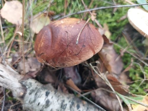 Podgrzybek brunatny
