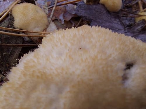 Drobnoporek sproszkowany