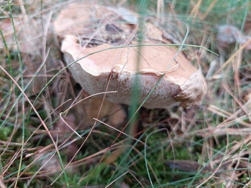 Goryczak żółciowy