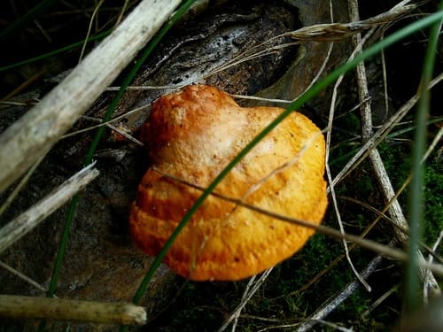 Gęstoporek cynobrowy
