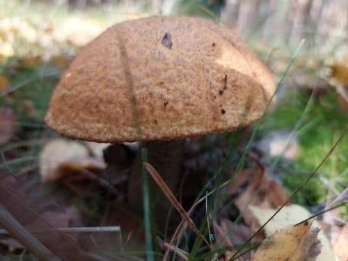 koźlarz pomarańczowożółty