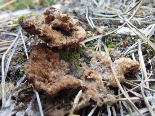 Chropiatka pospolita
