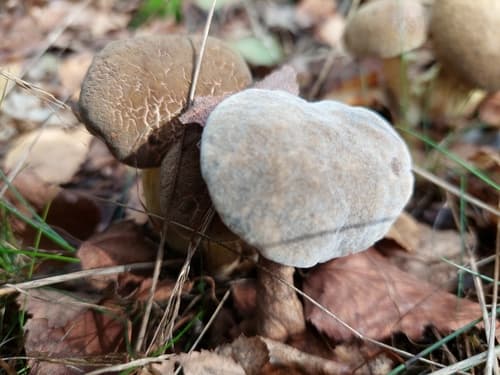 Podgrzybek złotopory