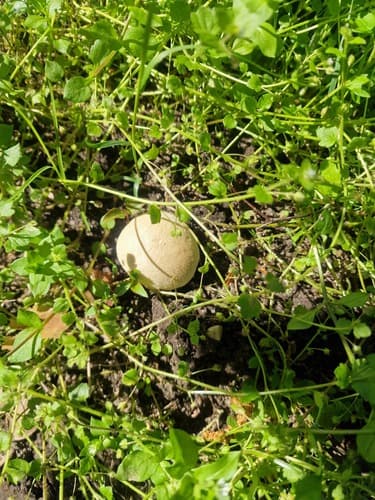 Purchaweczka spłaszczona