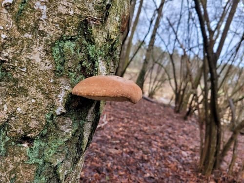 Białoporek brzozowy