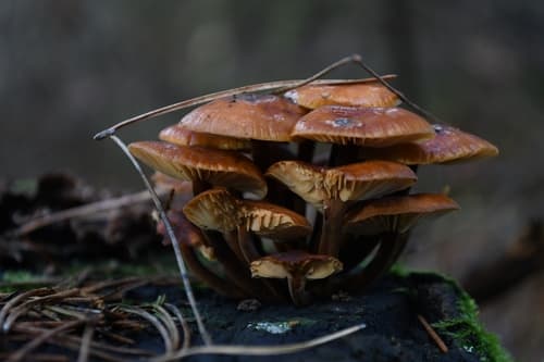 Płomiennica
