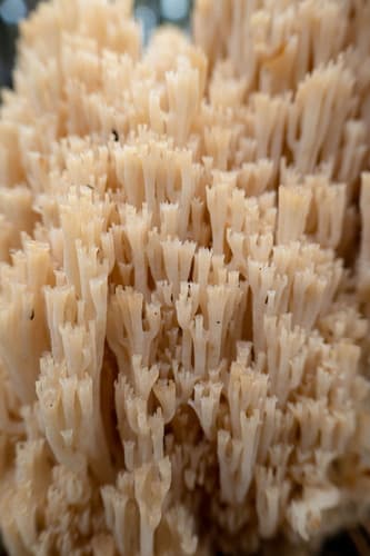 Artomyces microsporus