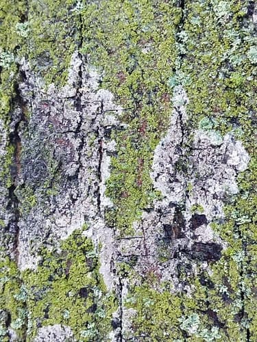 Błonka dwuzarodnikowa