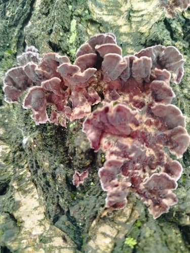 Chrząstkoskórnik purpurowy