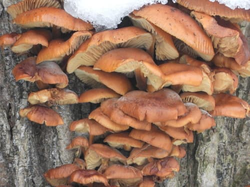 Płomiennica
