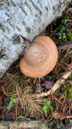 Białoporek brzozowy