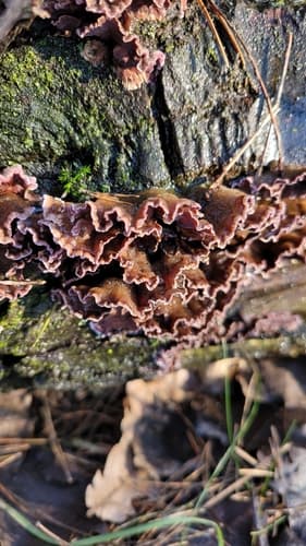 Chrząstkoskórnik purpurowy