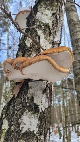 Białoporek brzozowy