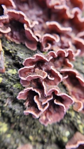 Chrząstkoskórnik purpurowy