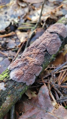 Powłocznica dębowa