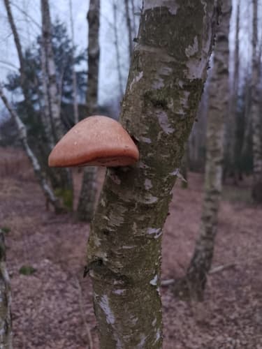 Białoporek brzozowy