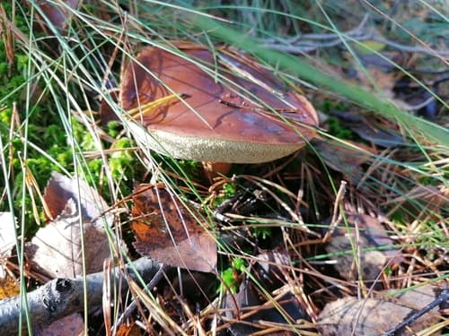 Podgrzybek brunatny