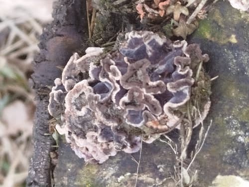 Chrząstkoskórnik purpurowy