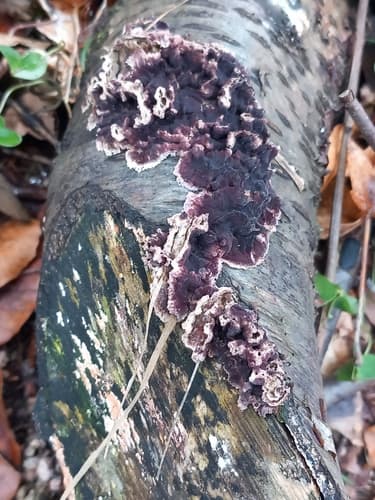 Chrząstkoskórnik purpurowy