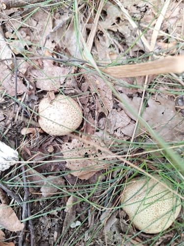 Tęgoskór cytrynowy