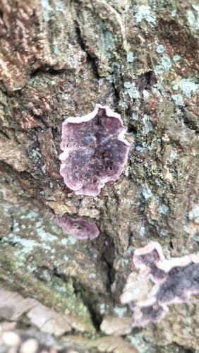 Chrząstkoskórnik purpurowy