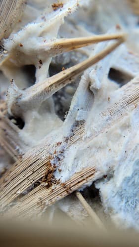 Trechispora