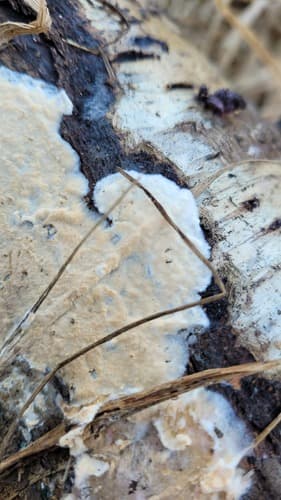 Steccherinum nitidum