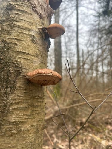 Białoporek brzozowy