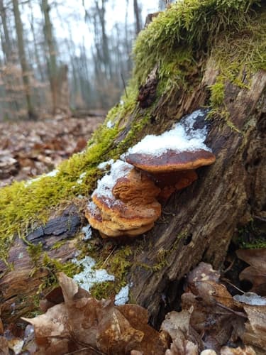 Niszczyca anyżkowa